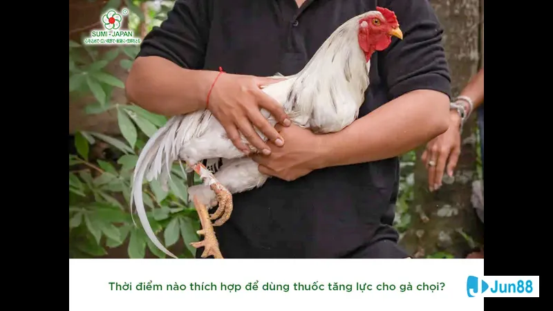 Kỹ thuật chăm sóc bế gà hiệu quả