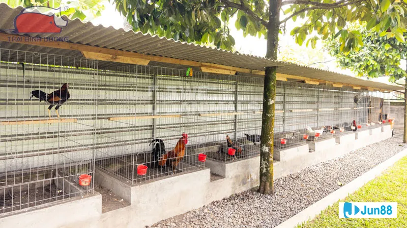 Kỹ thuật đổ gà lai cuốn