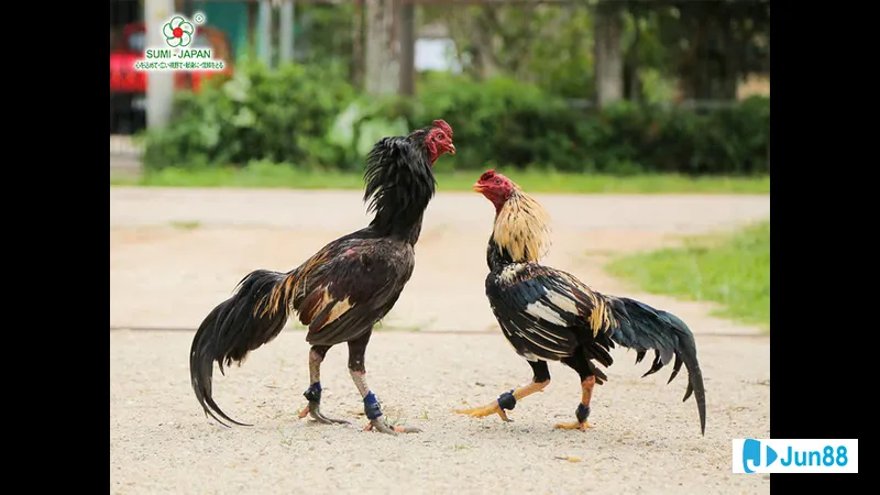 Kỹ Thuật Đổ Gà Lai Cuốn