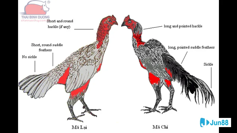 Sức bền và ổn định