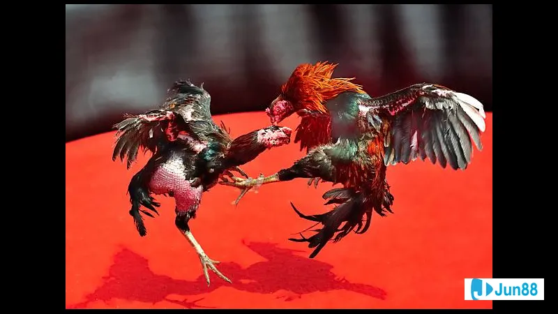 Lối đá vỉa nổi bật và đẹp mắt