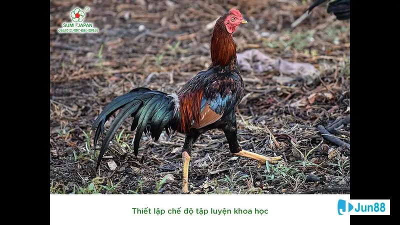 Minh họa cho Lối đá sỏ trong bài