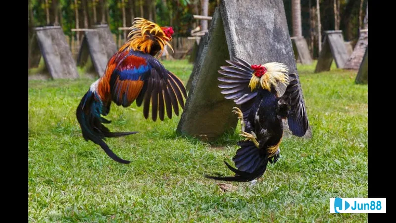 Lối đá mu lưng tự nhiên