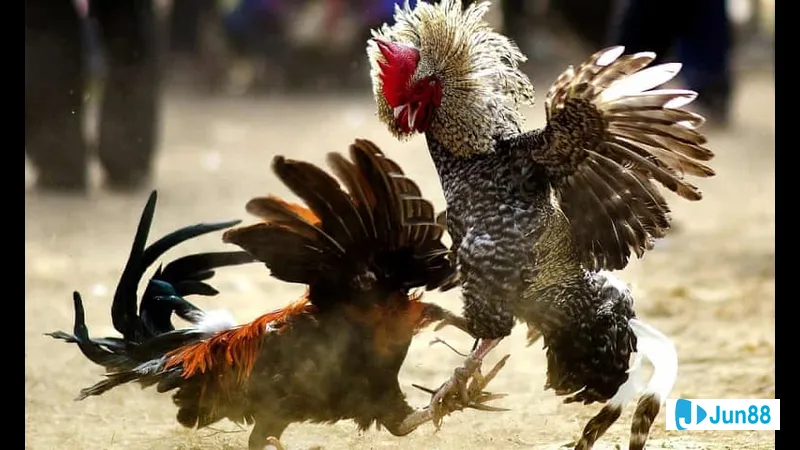 Đường lối bằng đá tạo cảm giác cổ