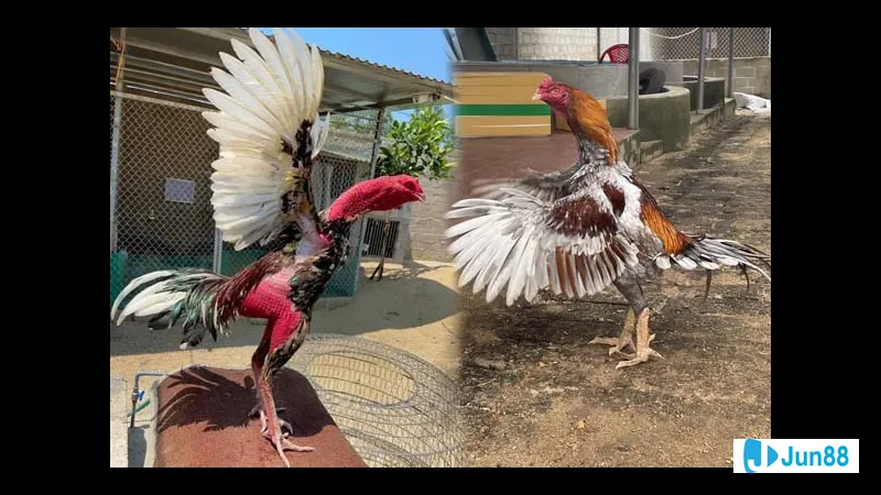 Sát thương cực cao và hiệu quả tối