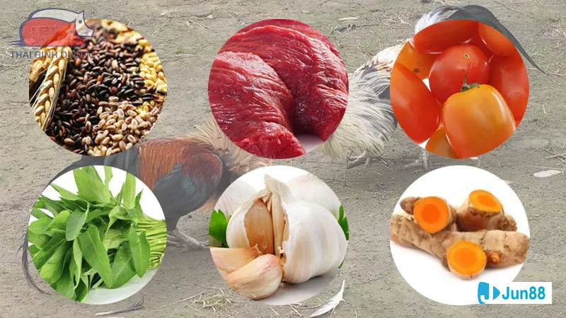 Gà nằm trong chuồng sạch sẽ và an