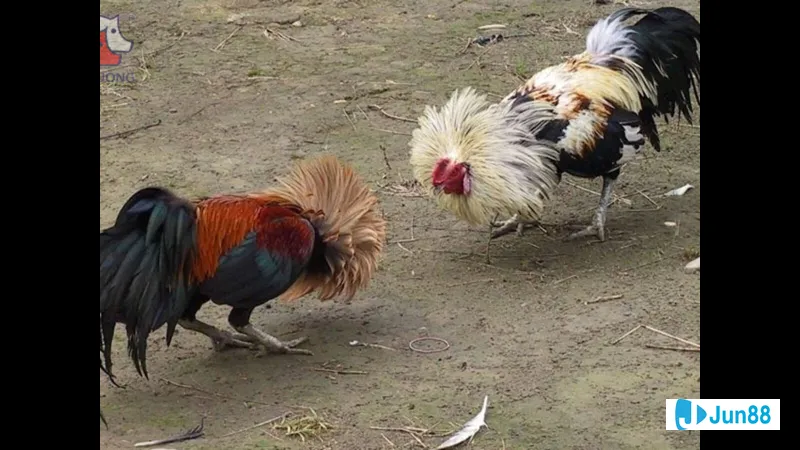 Đồ ăn giàu dinh dưỡng