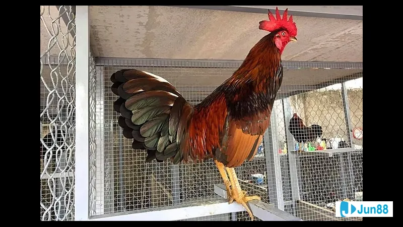 Minh họa cho Chọn giống và nguồn gốc