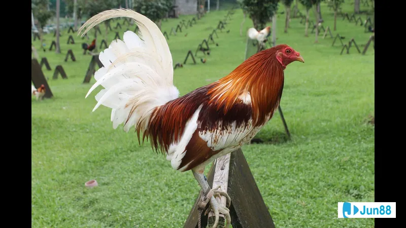 Nuôi gà đá Mỹ cần lưu ý