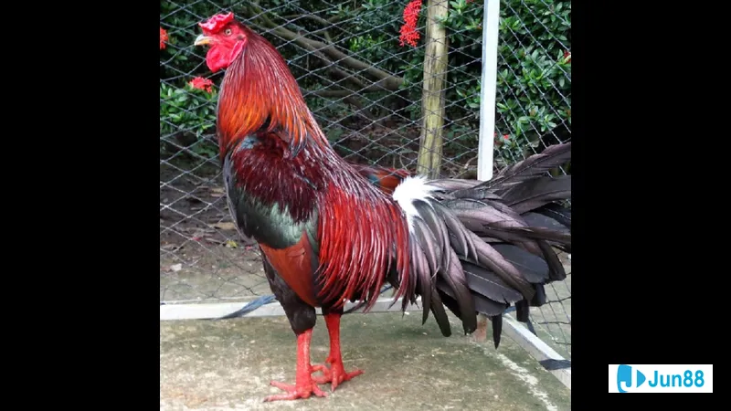 Phòng và chữa bệnh cho gà đá Mỹ